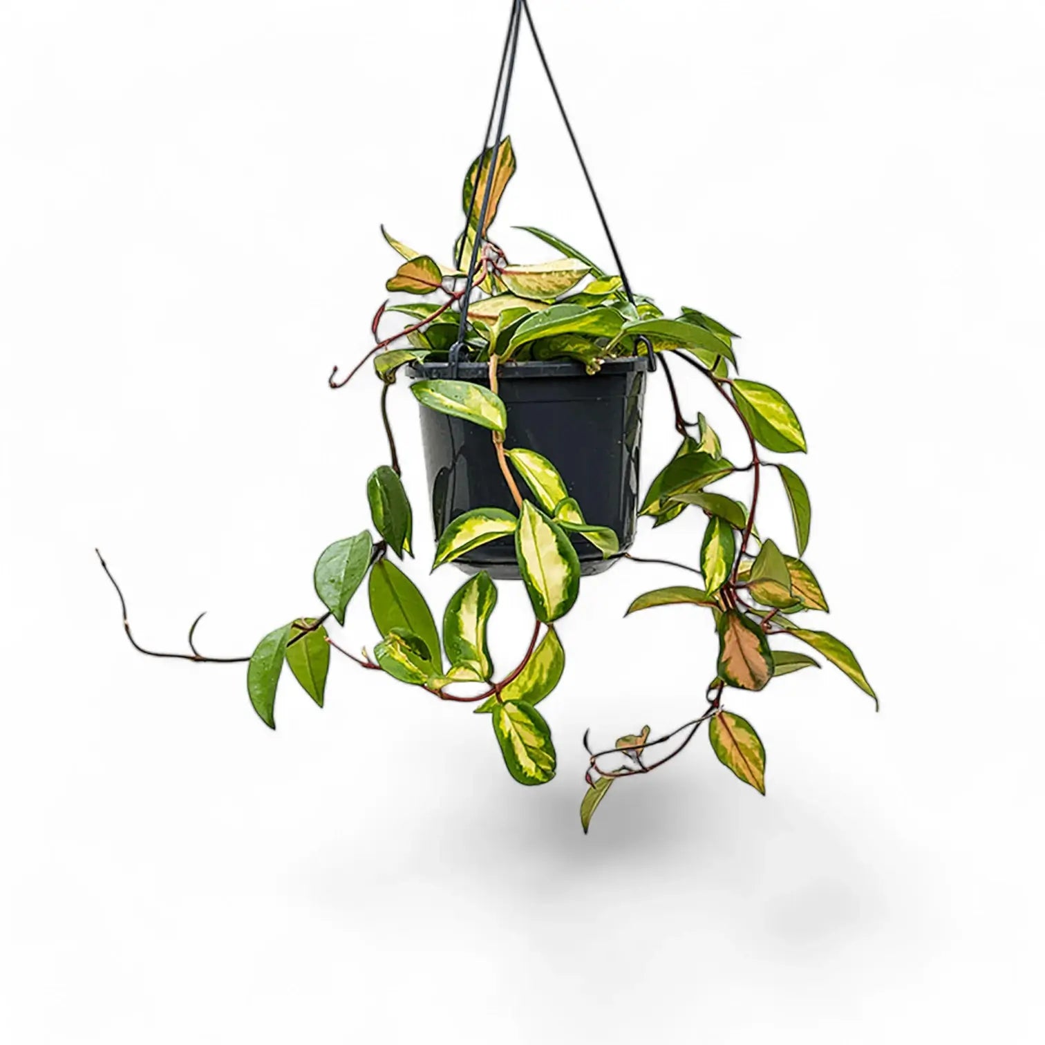 Hoya carnosa 'Tricolor' potted plant in nursery pot on white background.