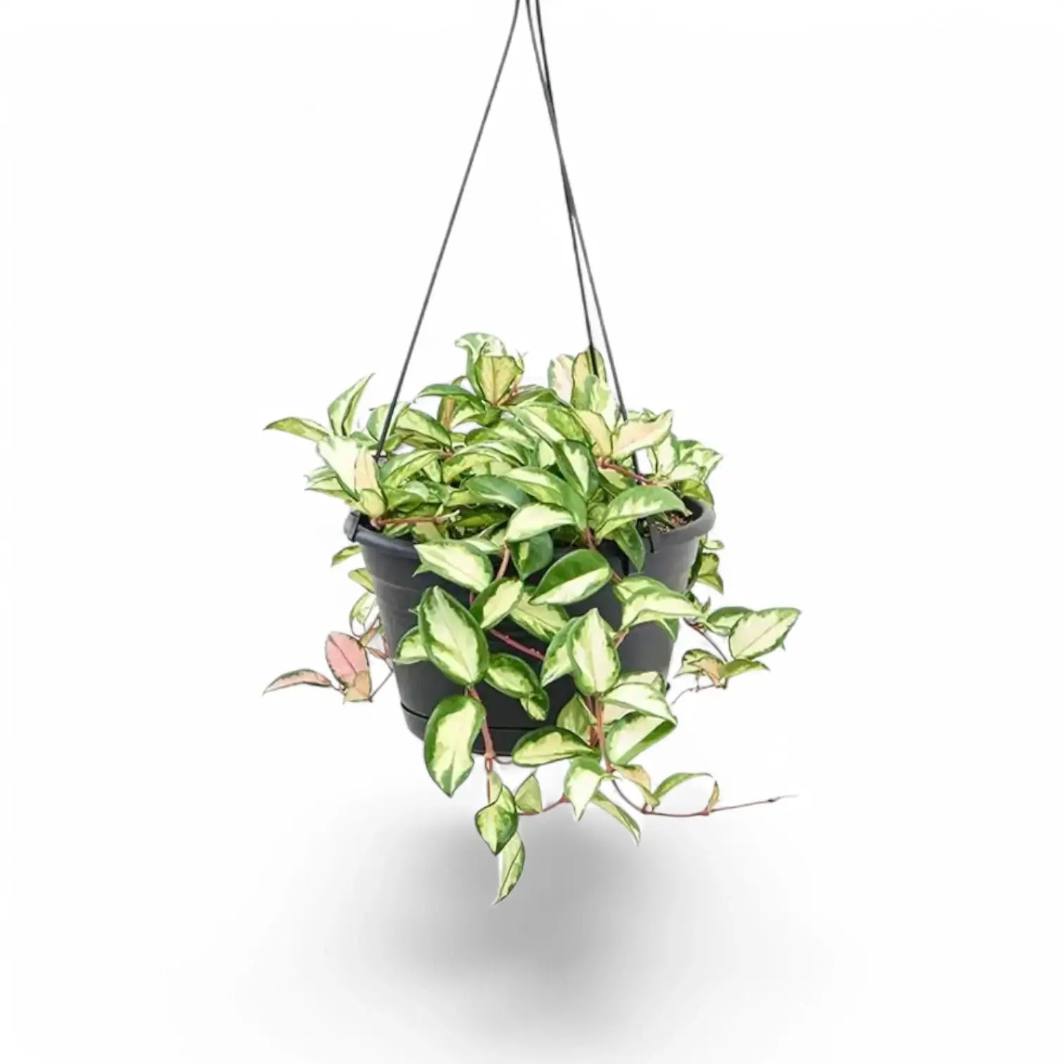 Hoya carnosa 'Tricolor' potted plant in nursery pot on white background.