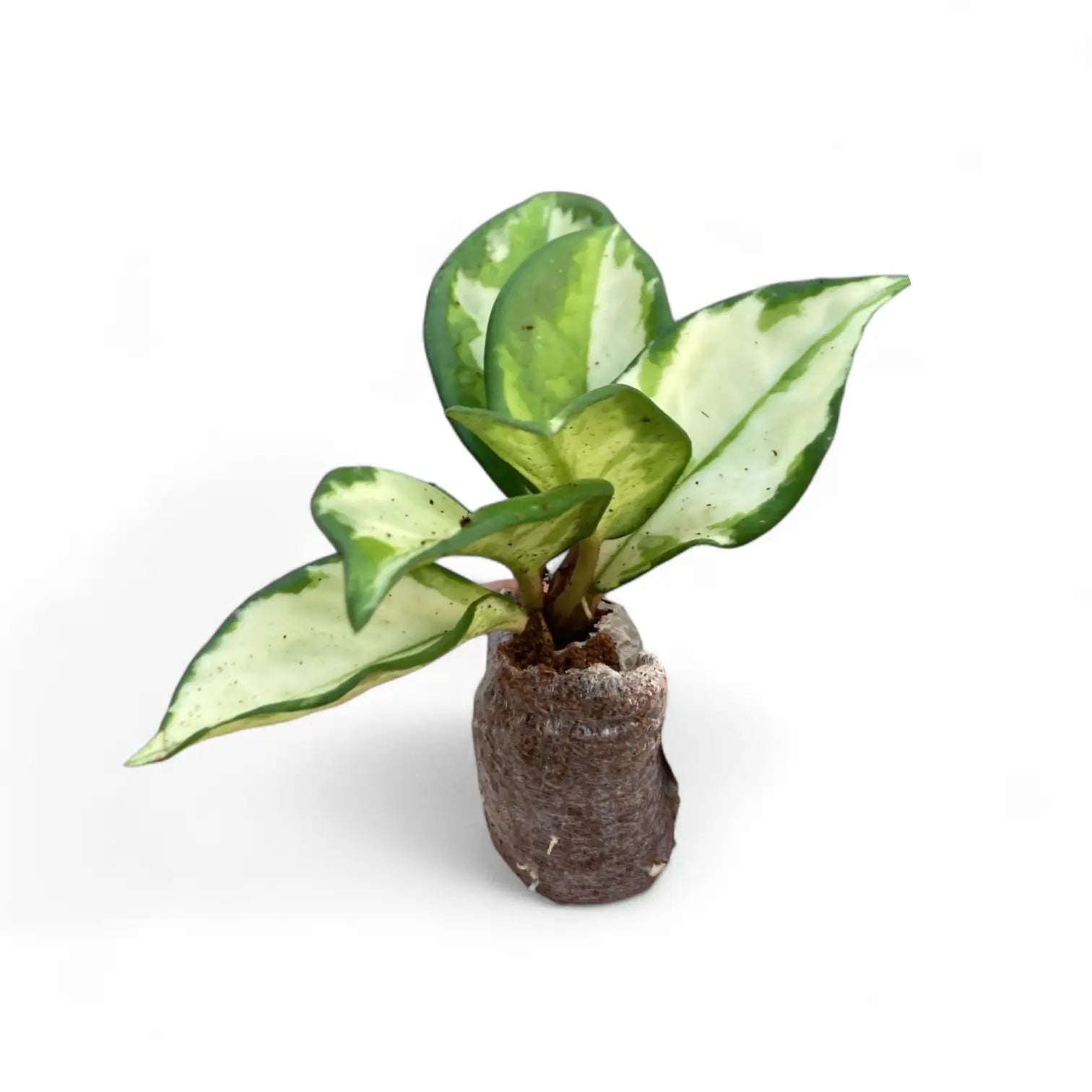 Hoya carnosa 'Tricolor' potted plant in nursery pot on white background.