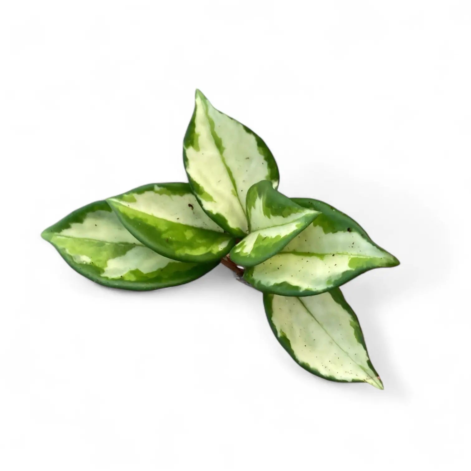 Hoya carnosa 'Tricolor' potted plant in nursery pot on white background.