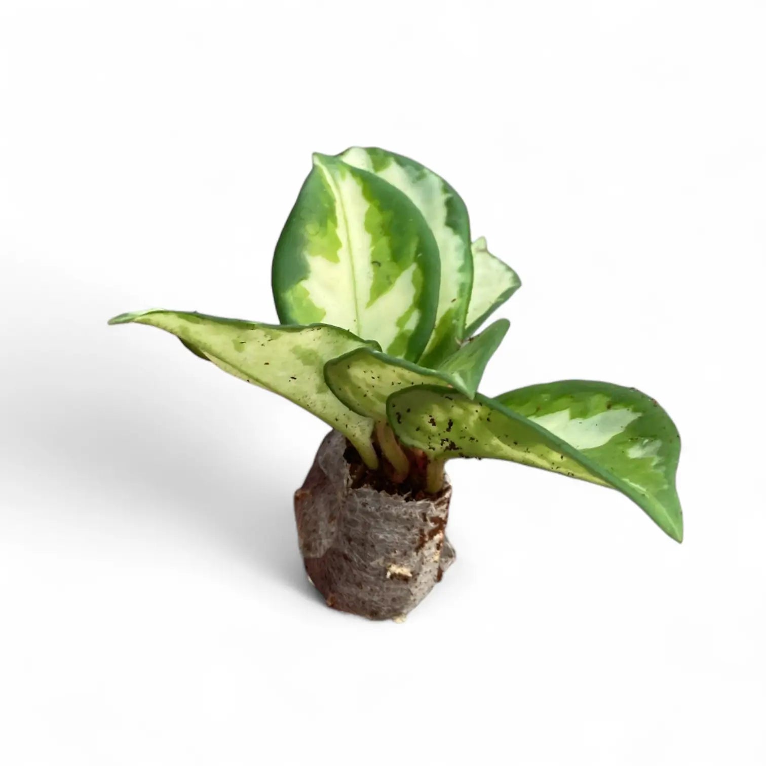 Hoya carnosa 'Tricolor' potted plant in nursery pot on white background.