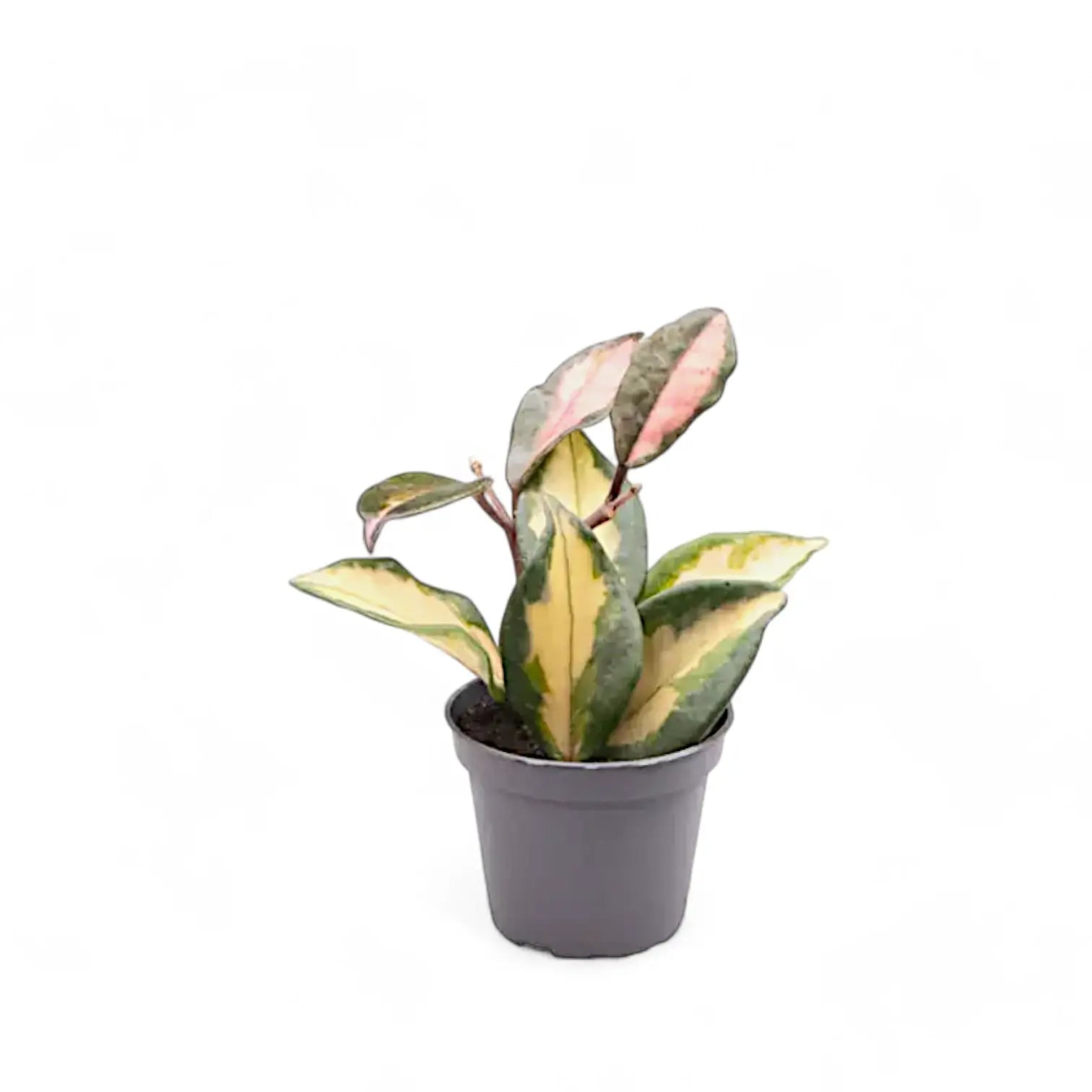 Hoya carnosa 'Tricolor' – Topfpflanze im Kulturtopf vor weißem Hintergrund, Produktfoto 7.