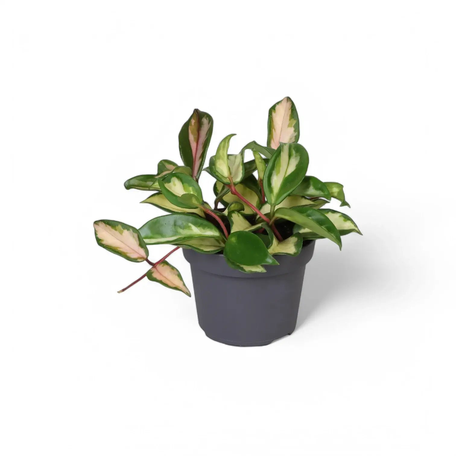 Hoya carnosa 'Tricolor' – Topfpflanze im Kulturtopf vor weißem Hintergrund, Produktfoto 9.
