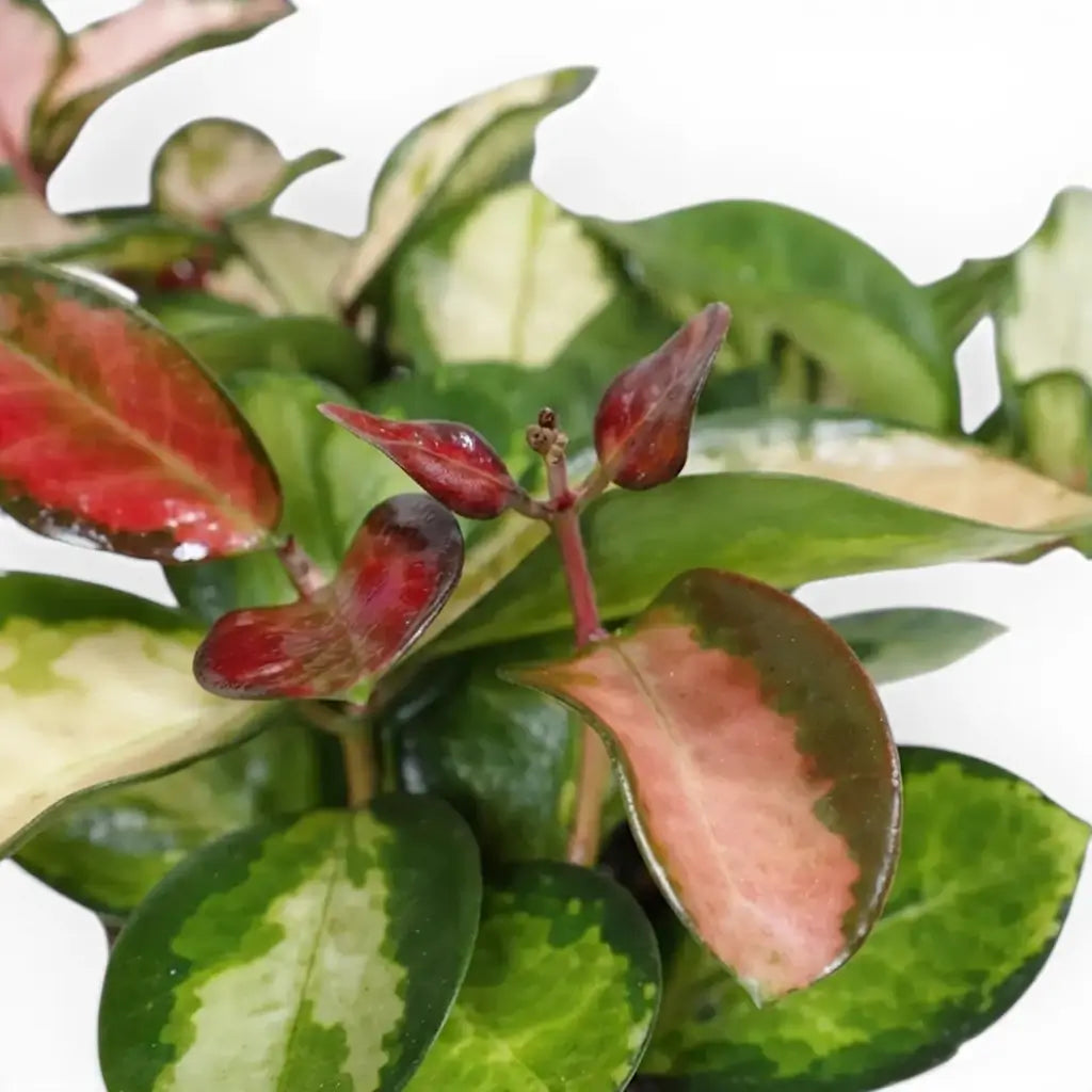 Close-up of Hoya carnosa 'Tricolor' leaves.