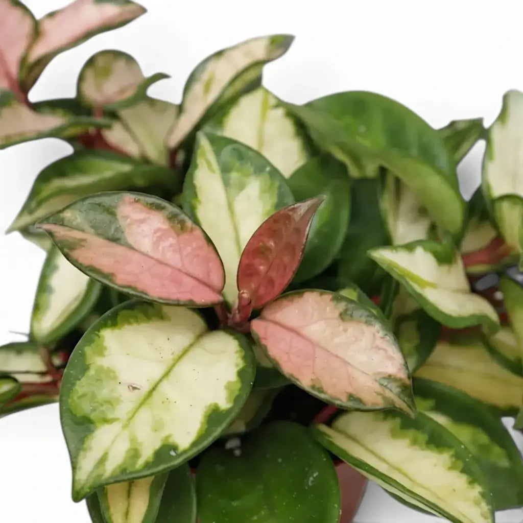 Close-up of Hoya carnosa 'Tricolor' leaves.