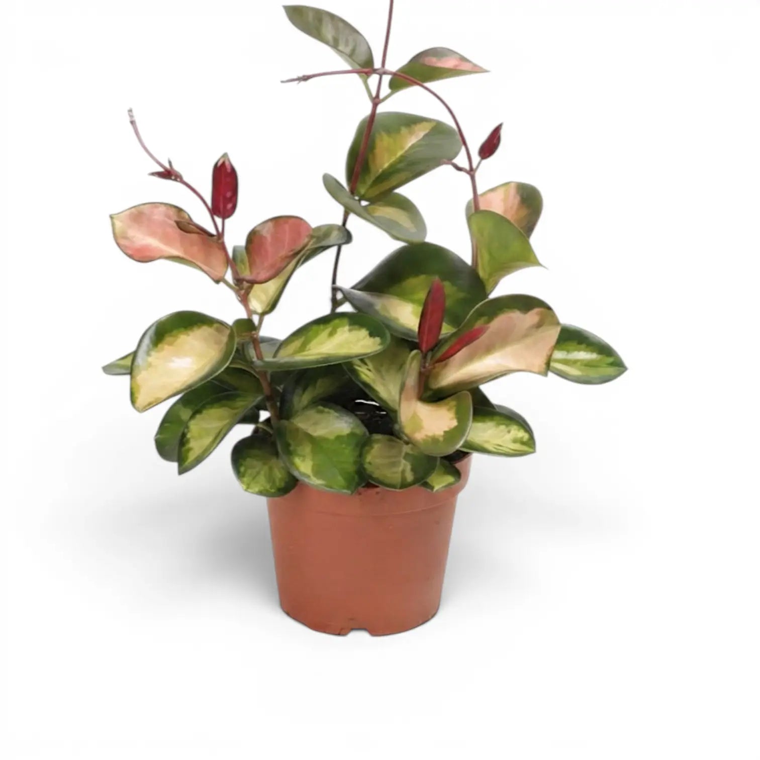 Hoya carnosa 'Tricolor' medium plant in a nursery pot.