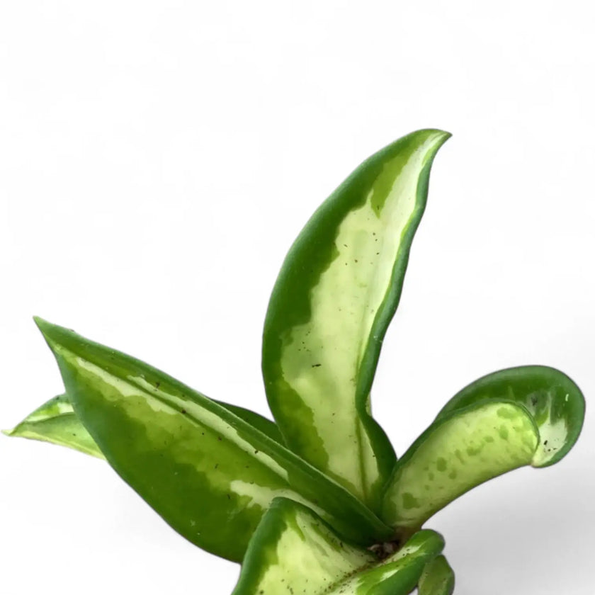Hoya carnosa 'Tricolor Narrow Leaf' – Blattdetail vor weißem Hintergrund..