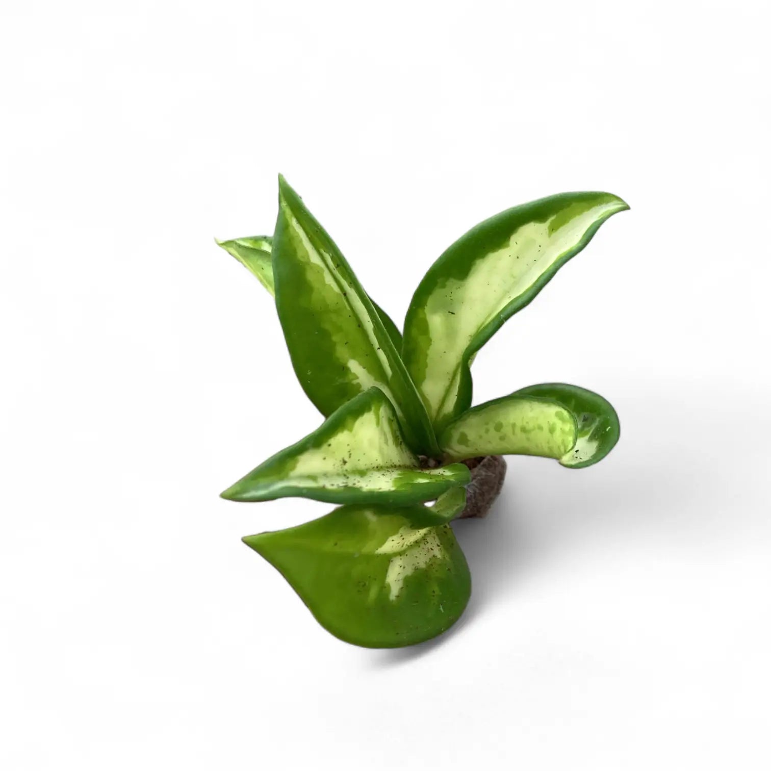 Hoya carnosa 'Tricolor Narrow Leaf' potted plant in nursery pot on white background.