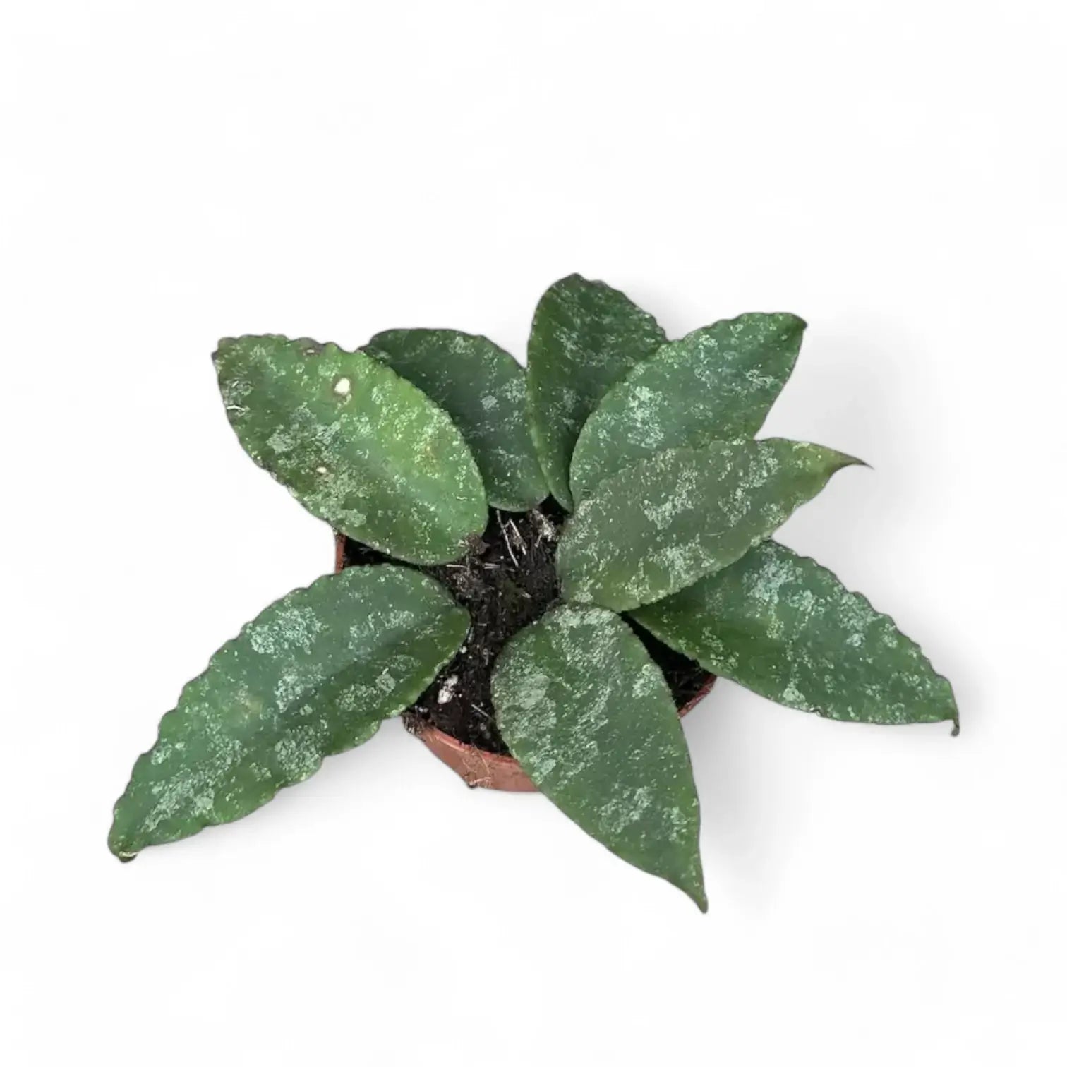 Hoya caudata 'Sumatra' aka 'Silver Stains' potted plant in nursery pot on white background.