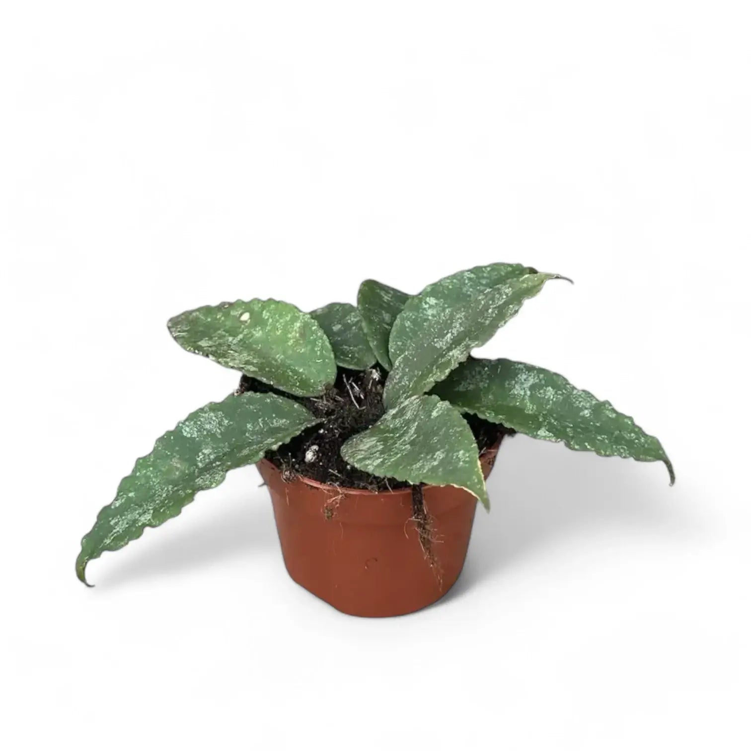Hoya caudata 'Sumatra' aka 'Silver Stains' potted plant in nursery pot on white background.