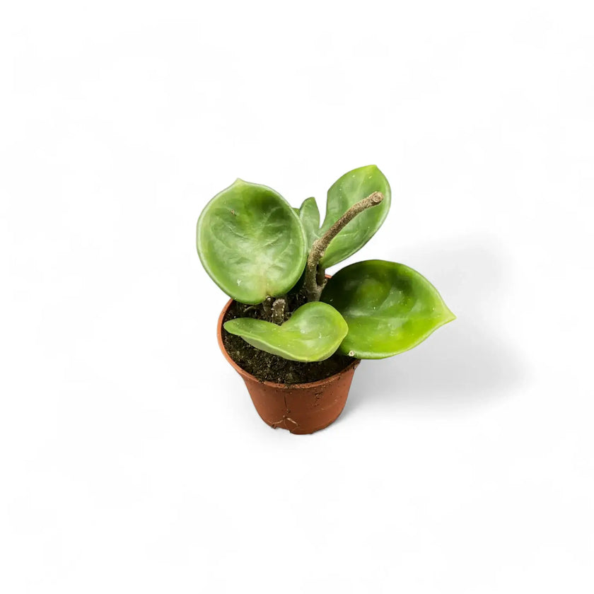 Hoya 'Chelsea' ('Round Leaf Krinkle 8') potted plant in nursery pot on white background.