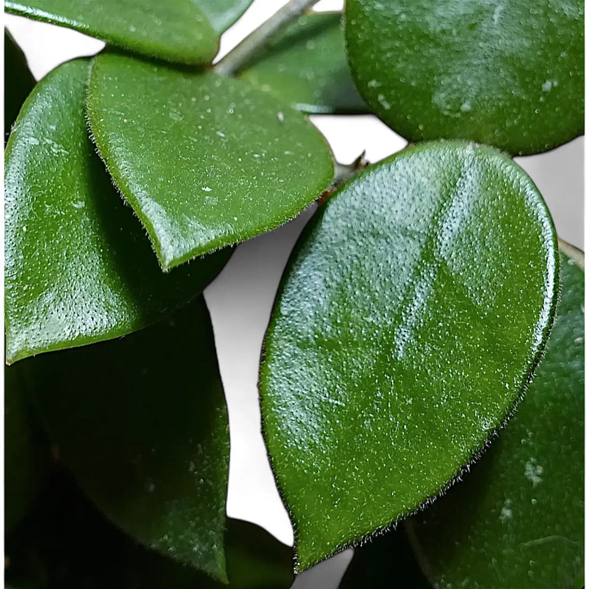 Hoya 'Chouke' – Blattdetail vor weißem Hintergrund..