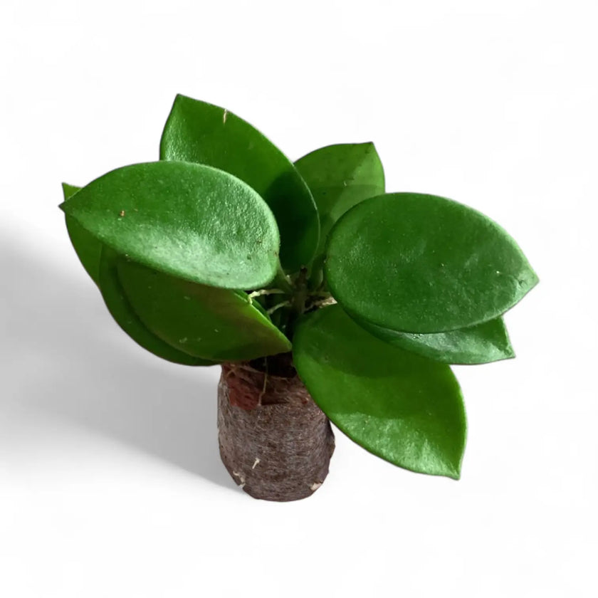 Hoya 'Chouke' potted plant in nursery pot on white background.