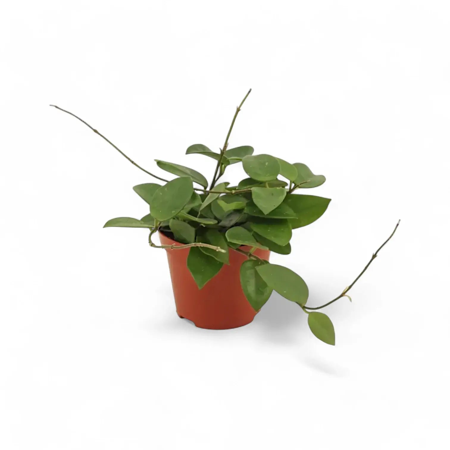 Hoya 'Chouke' potted plant in nursery pot on white background.