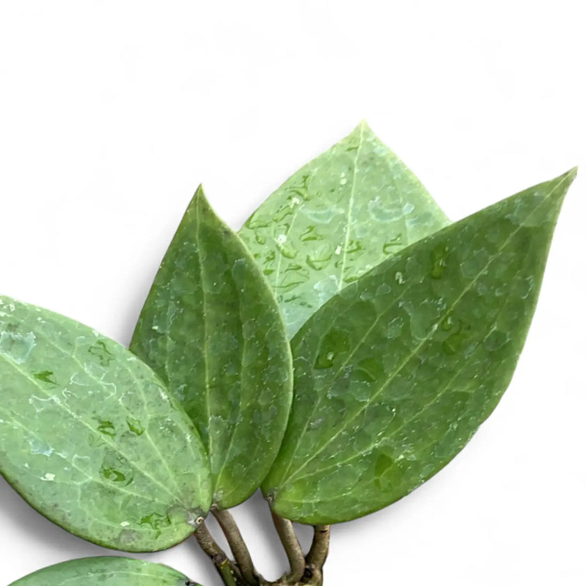 Hoya cinnamomifolia – Blattdetail vor weißem Hintergrund..