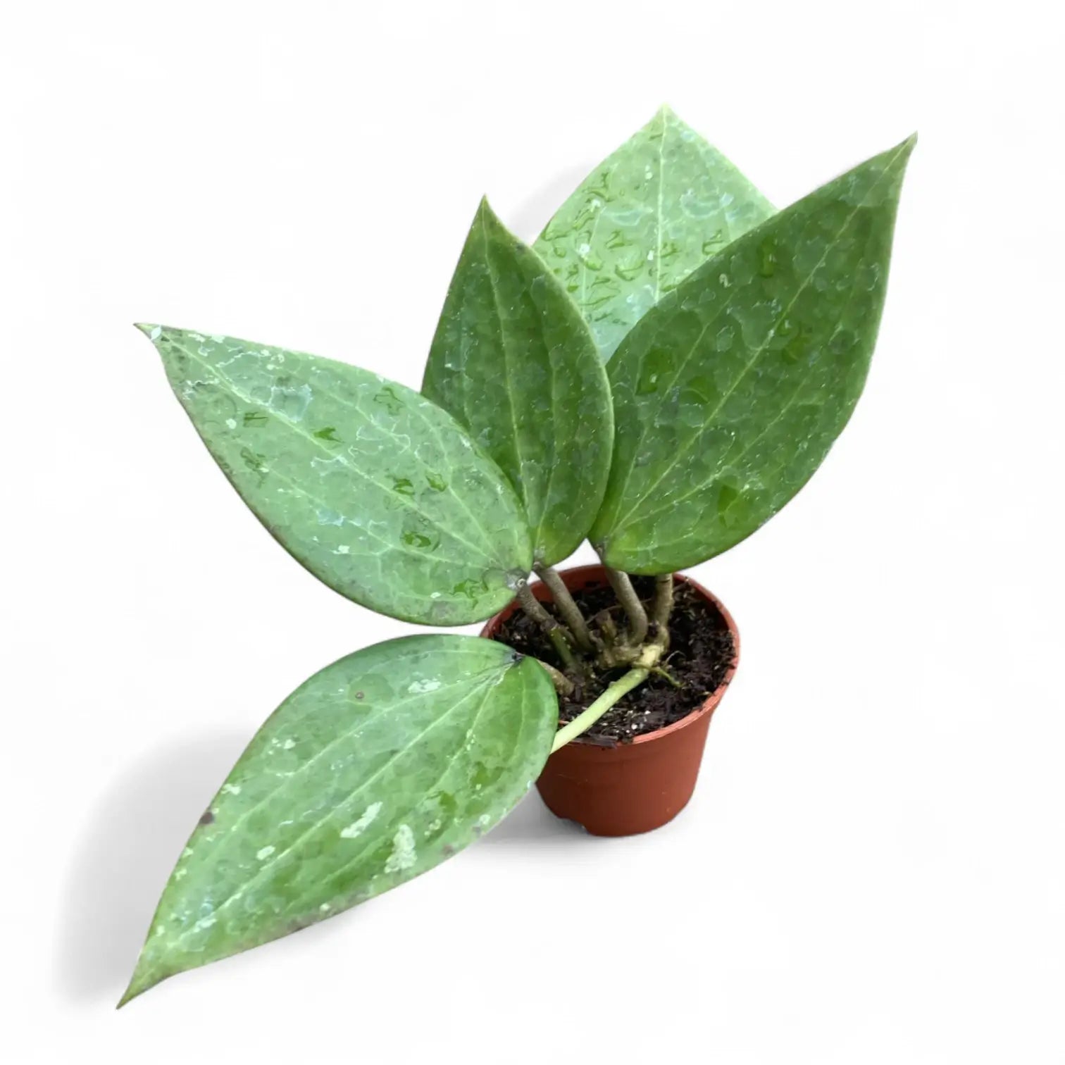 Hoya cinnamomifolia potted plant in nursery pot on white background.