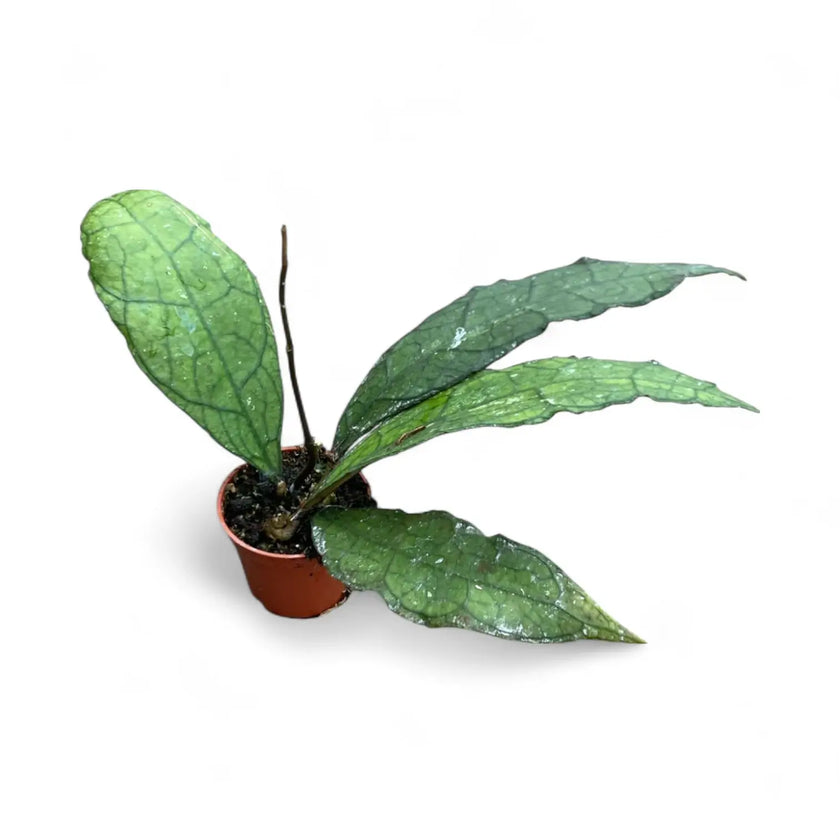 Hoya clemensiorum (Sumatra) potted plant in nursery pot on white background.