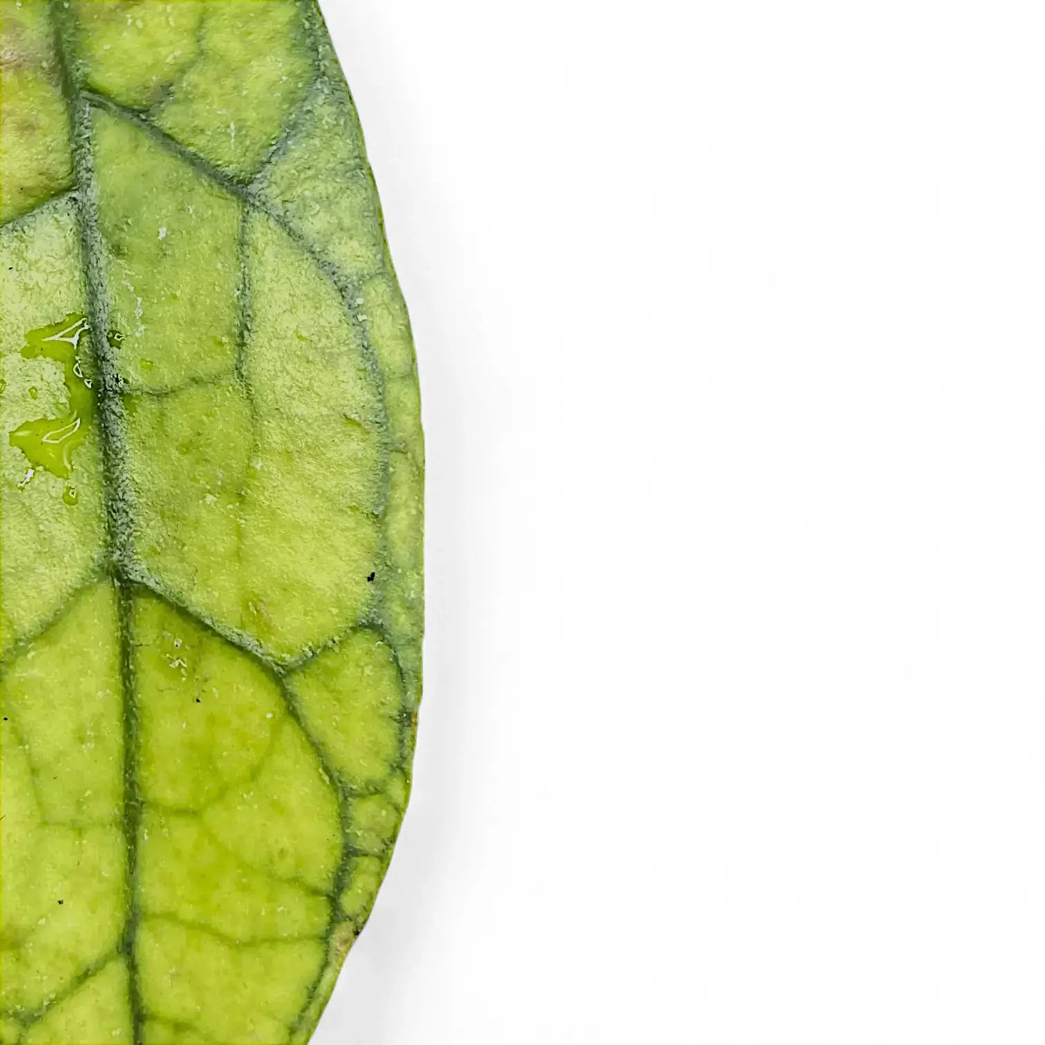 Hoya clemensiorum Kalimantan (Clone 2) potted plant in nursery pot on white background.