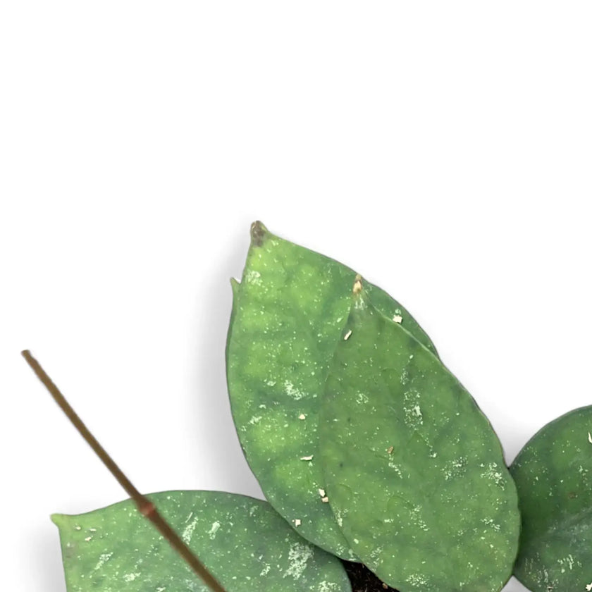 Hoya corneri close-up of leaf on white background.
