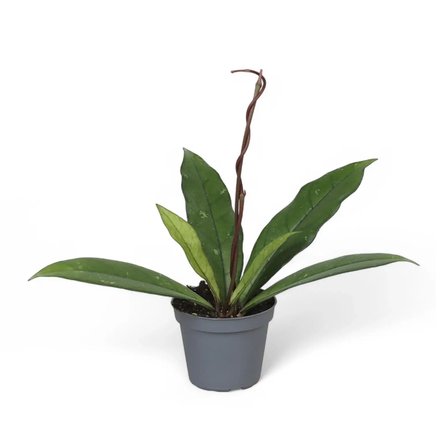 Hoya crassipetiolata – Topfpflanze im Kulturtopf vor weißem Hintergrund, Produktfoto 3.