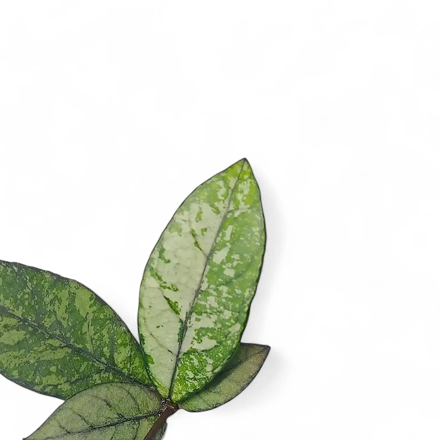Hoya crassipetiolata 'Splash' leaf detail on white background.