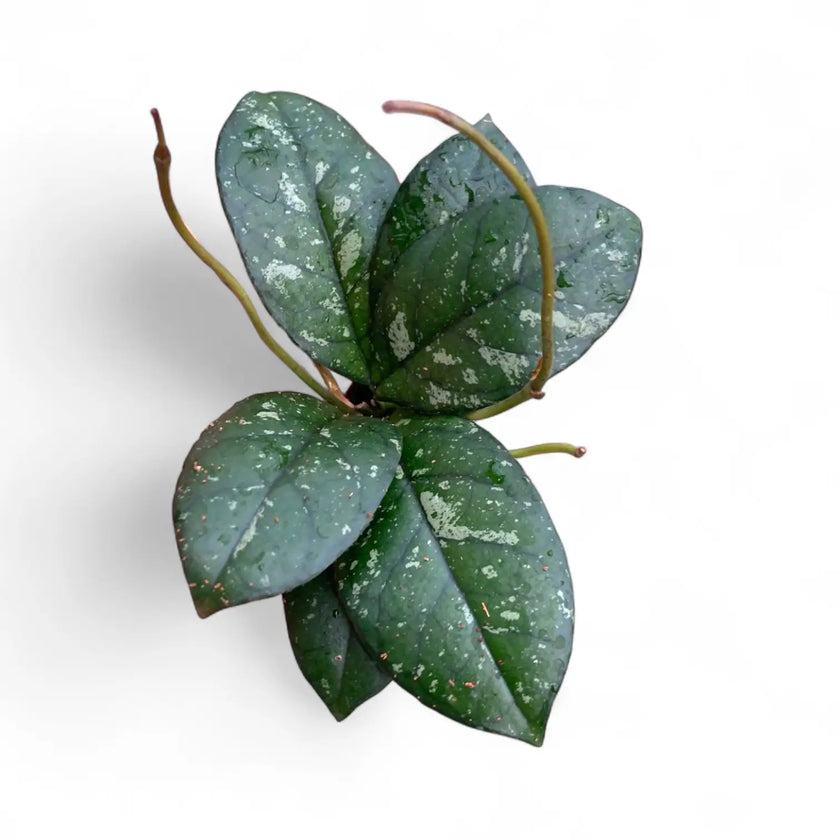 Hoya crassipetiolata 'Splash Round Leaf' potted plant in nursery pot on white background.
