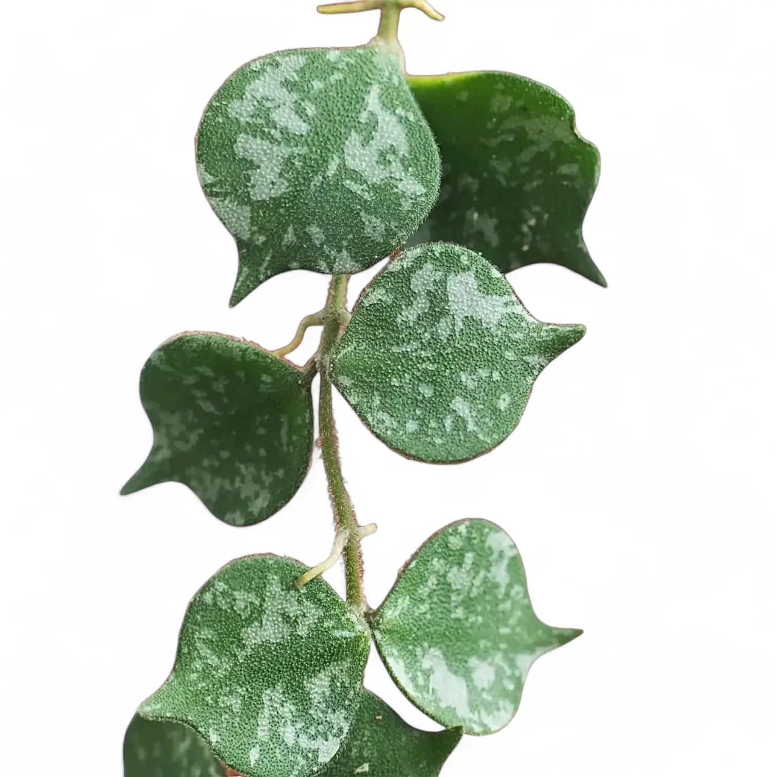 Hoya curtisii leaf detail on white background.