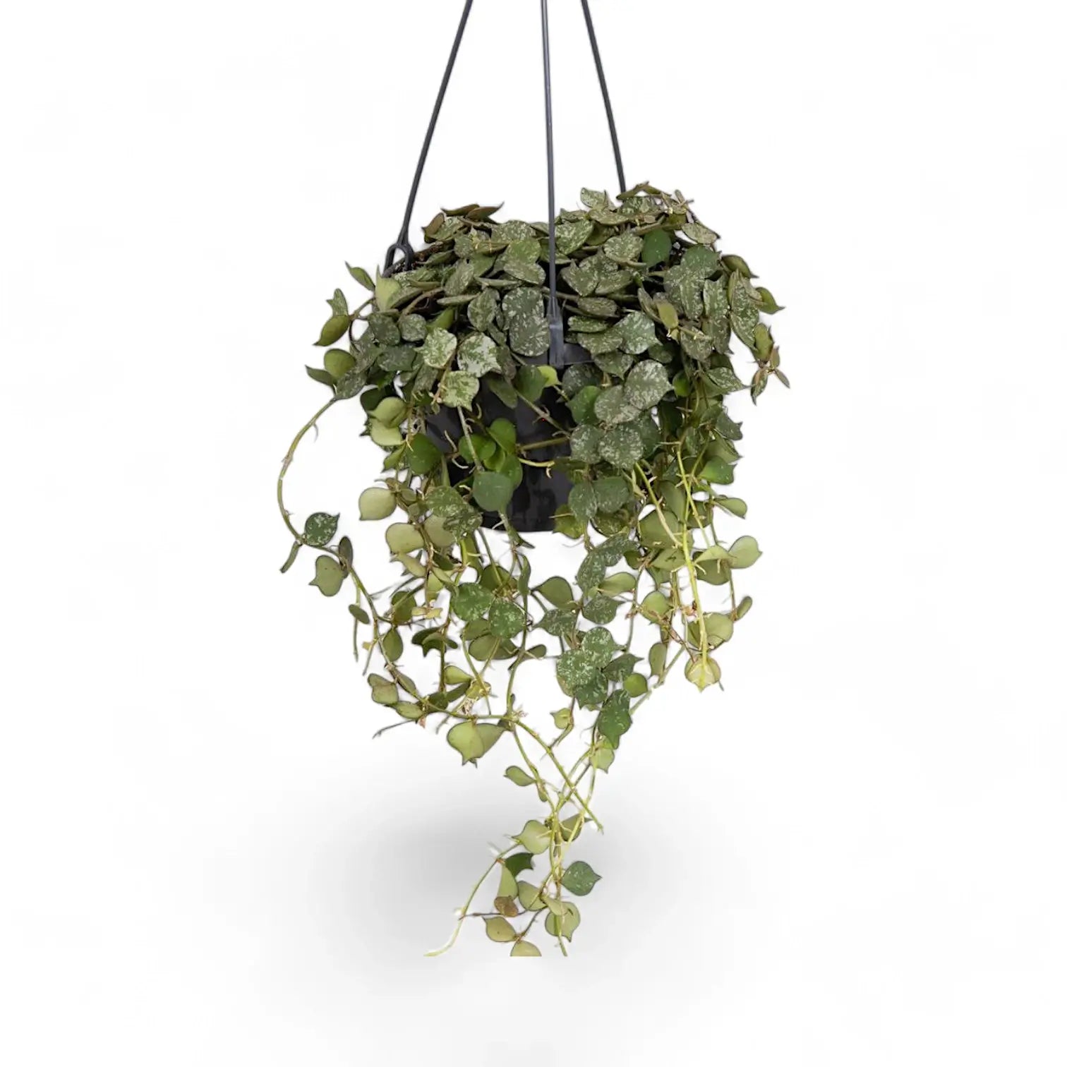 Hoya curtisii potted plant in nursery pot on white background.