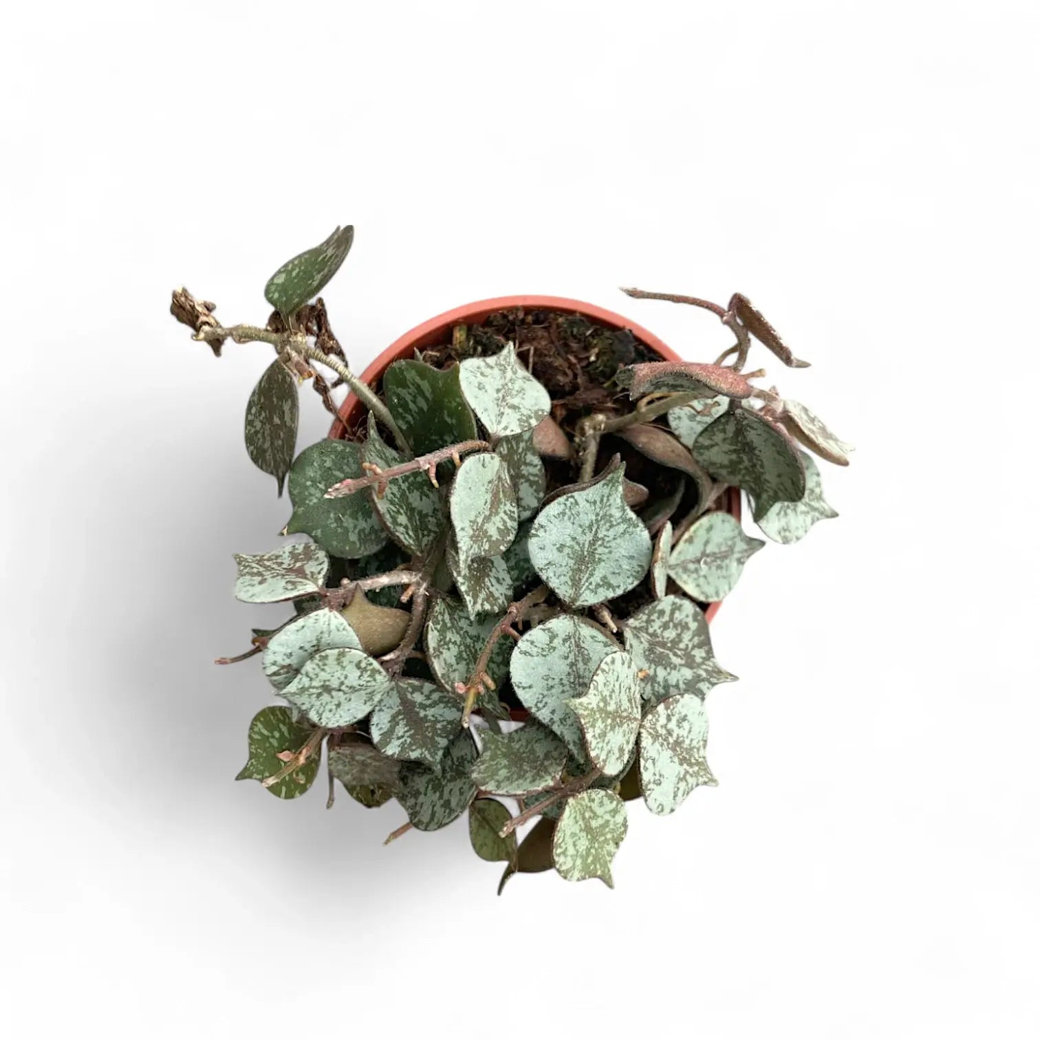 Hoya curtisii 'Silver' potted plant in nursery pot on white background.