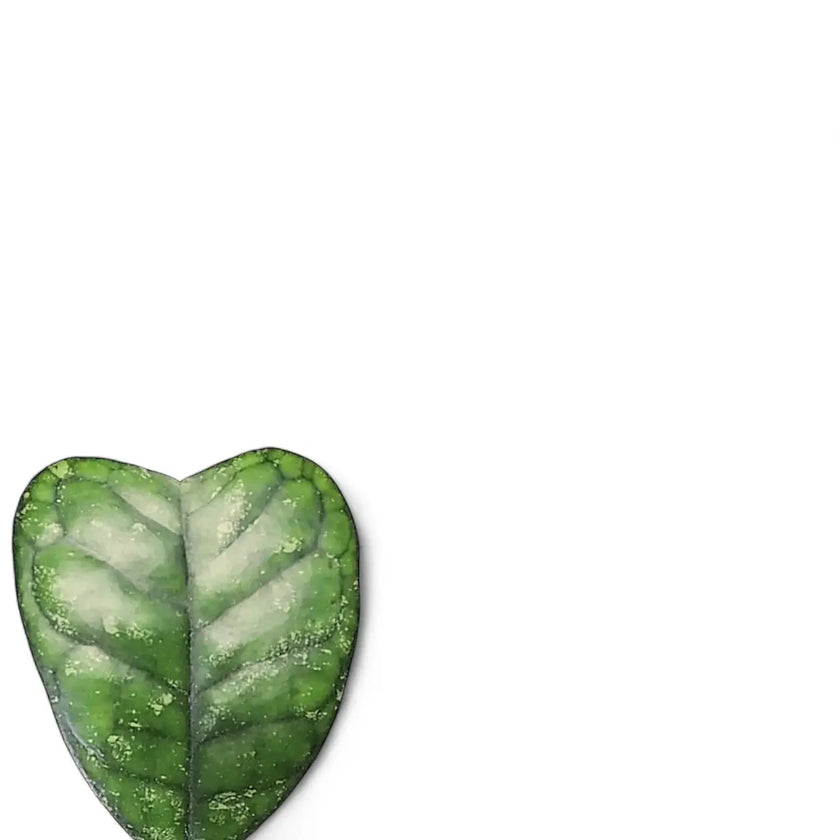 Hoya deykeae leaf detail on white background.