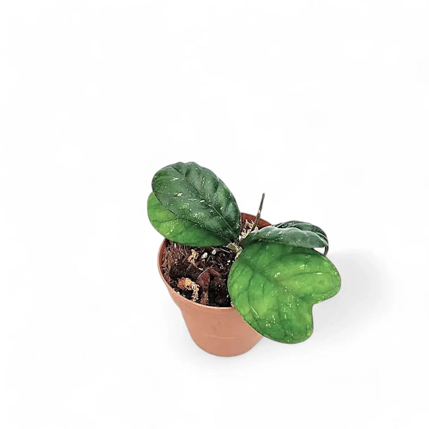 Hoya deykeae potted plant in nursery pot on white background.