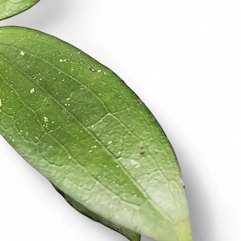 Hoya erythrina leaf detail on white background.