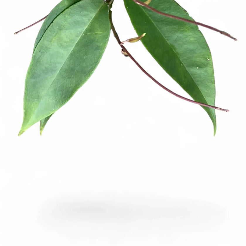 Hoya exilis leaf detail on white background.