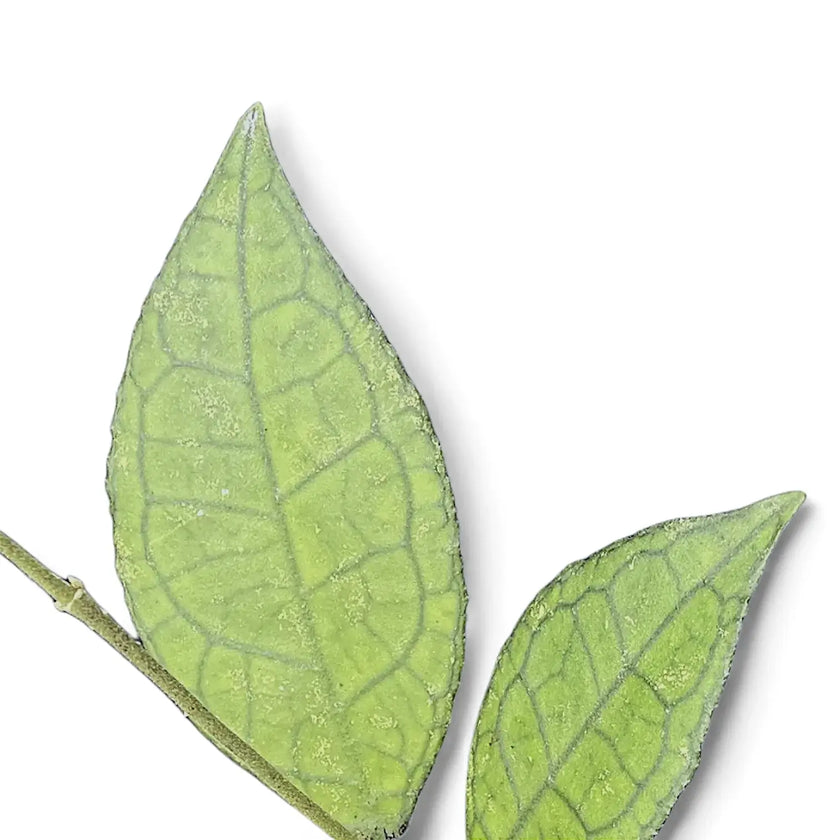 Hoya finlaysonii (Sarawak) close-up of leaf on white background.