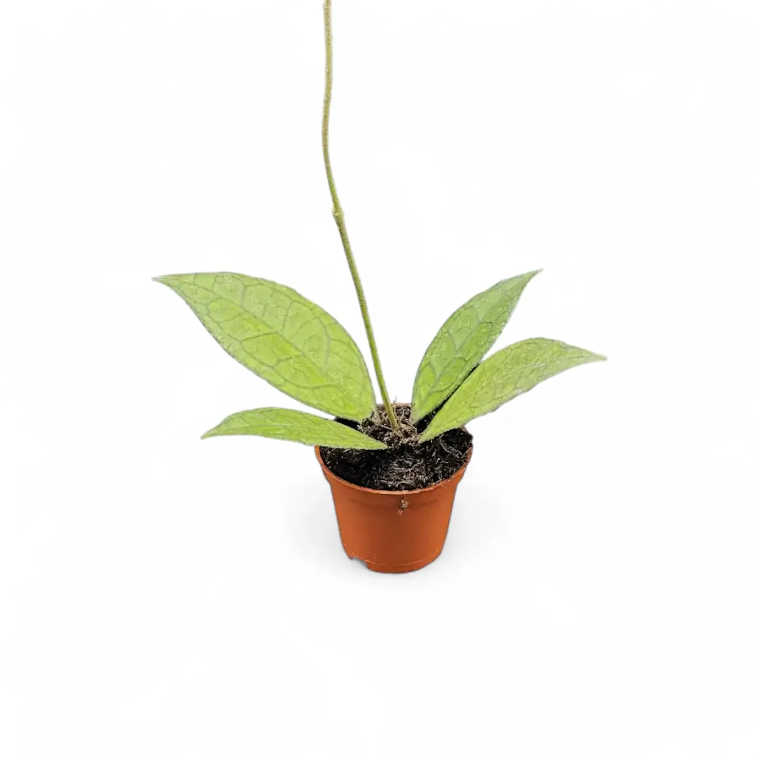 Hoya finlaysonii (Sarawak) Zimmerpflanze im Anzuchttopf vor weißem Hintergrund, Produktfoto 3.