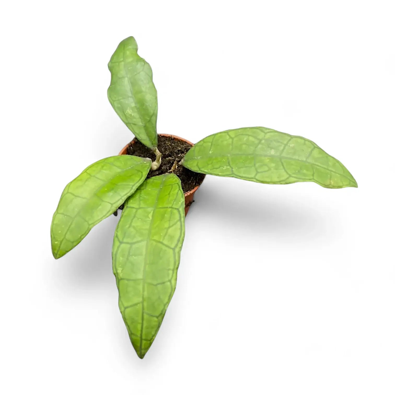 Hoya finlaysonii (Sukhirin) potted plant in nursery pot on white background.