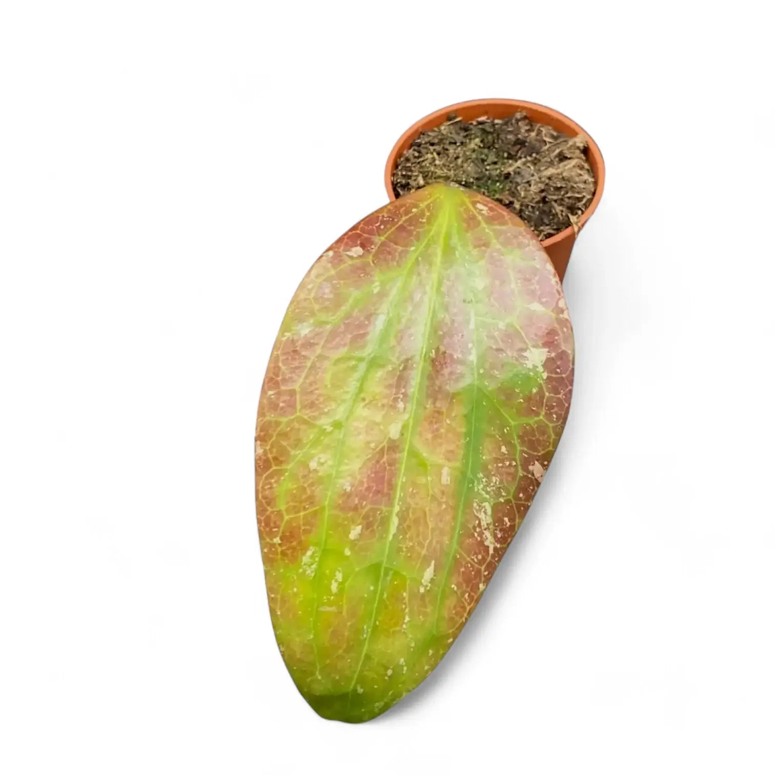 Hoya GFM-04 potted plant in nursery pot on white background.