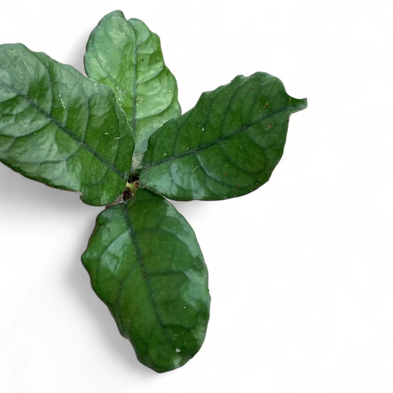 Hoya globulosa (villosa) leaf detail on white background.