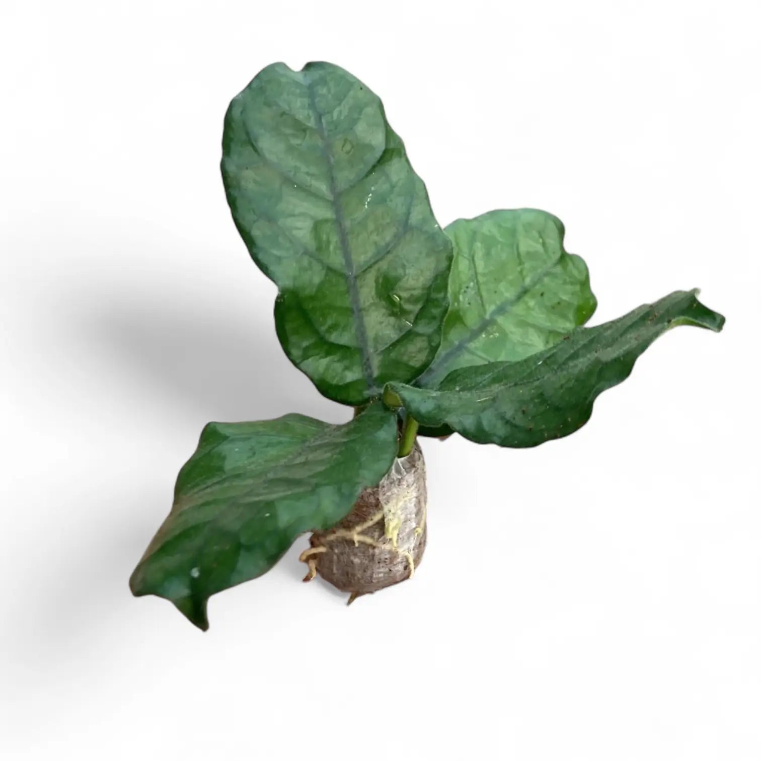 Hoya globulosa (villosa) potted plant in nursery pot on white background.