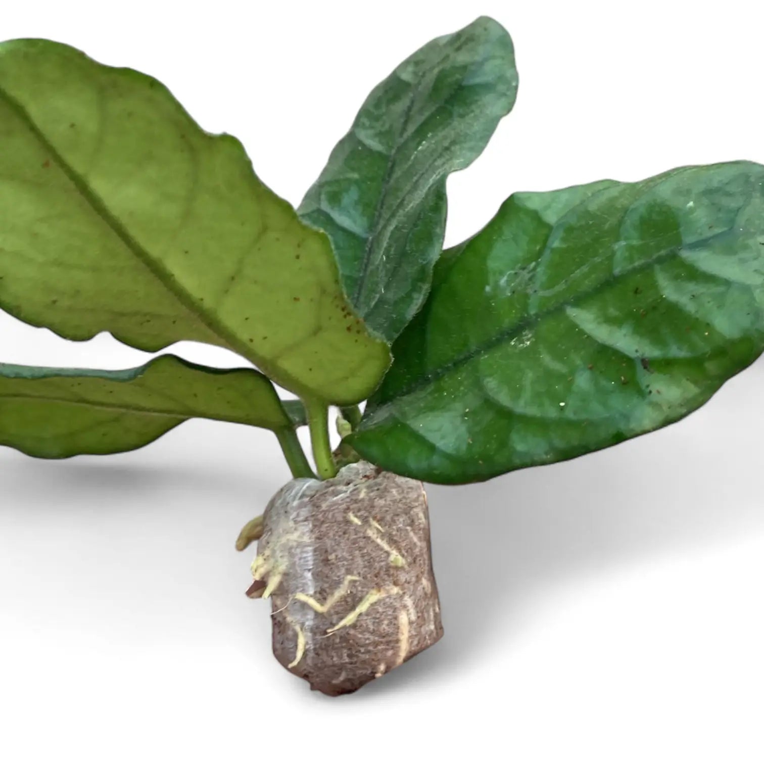 Hoya globulosa (villosa) potted plant in nursery pot on white background.