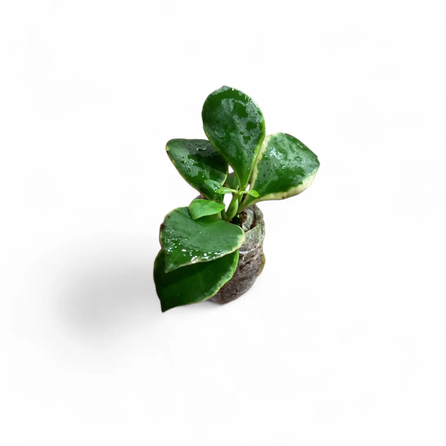Hoya heuschkeliana albomarginata potted plant in nursery pot on white background.