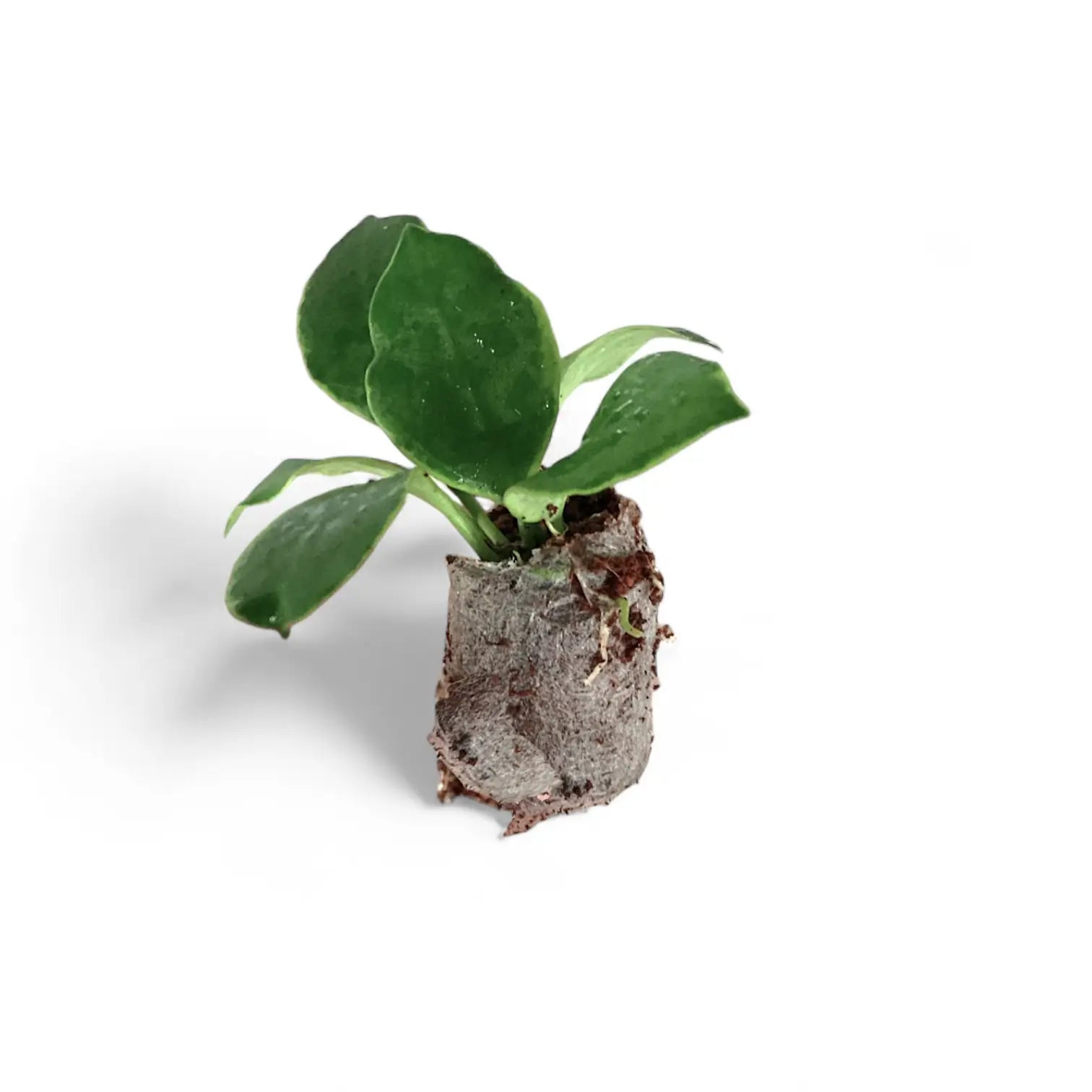 Hoya heuschkeliana albomarginata potted plant in nursery pot on white background.