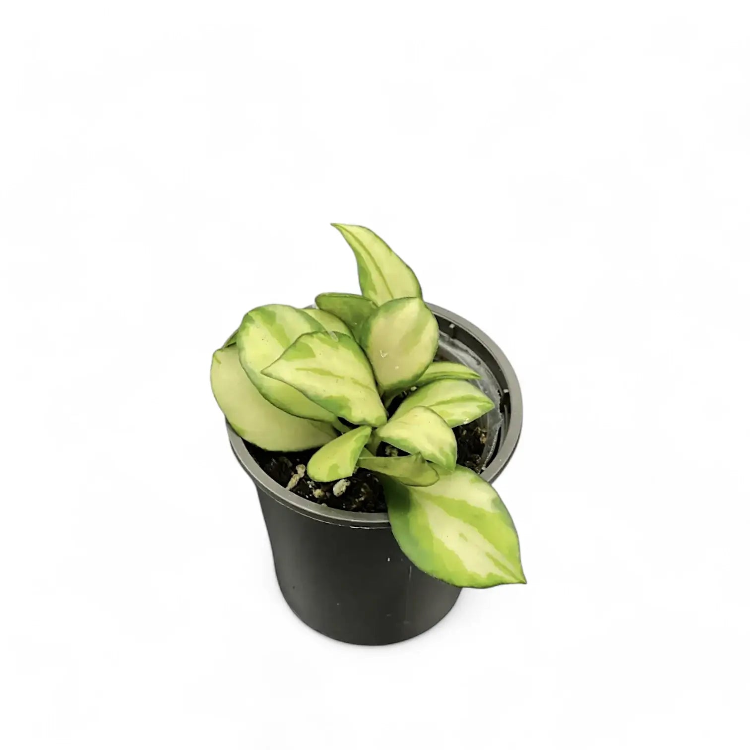 Hoya heuschkeliana variegata Zimmerpflanze im Anzuchttopf vor weißem Hintergrund, Produktfoto 2.