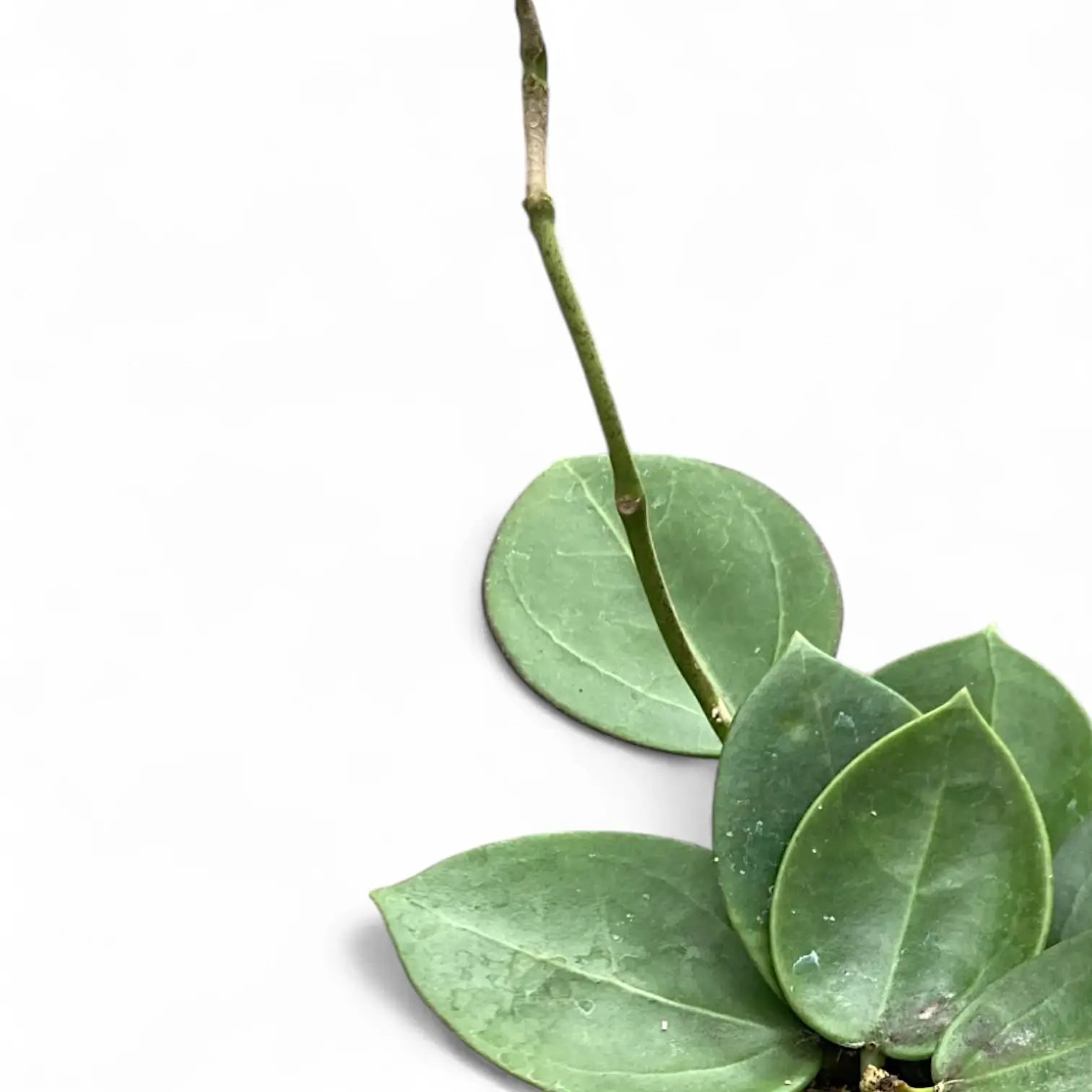 Hoya 'Icensis' (aka Patcharawalai, aka AH 023) close-up of leaf on white background.