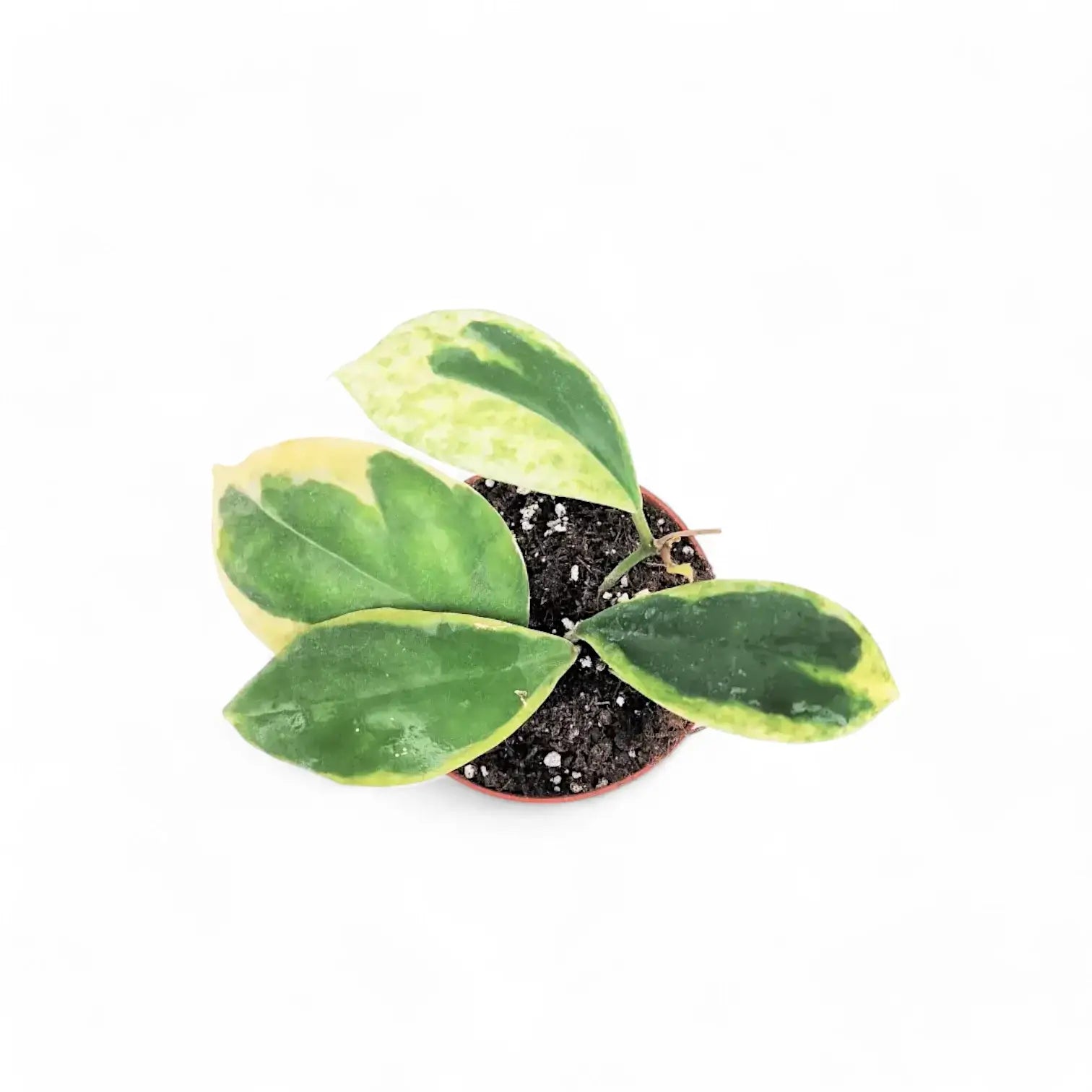 Hoya incrassata 'Eclipse' Zimmerpflanze im Anzuchttopf vor weißem Hintergrund, Produktfoto 3.