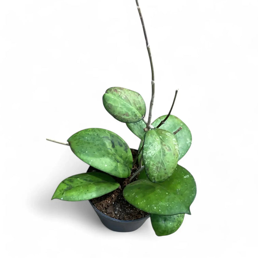 Hoya 'Joy' (aka 'Metallica') potted plant in nursery pot on white background.