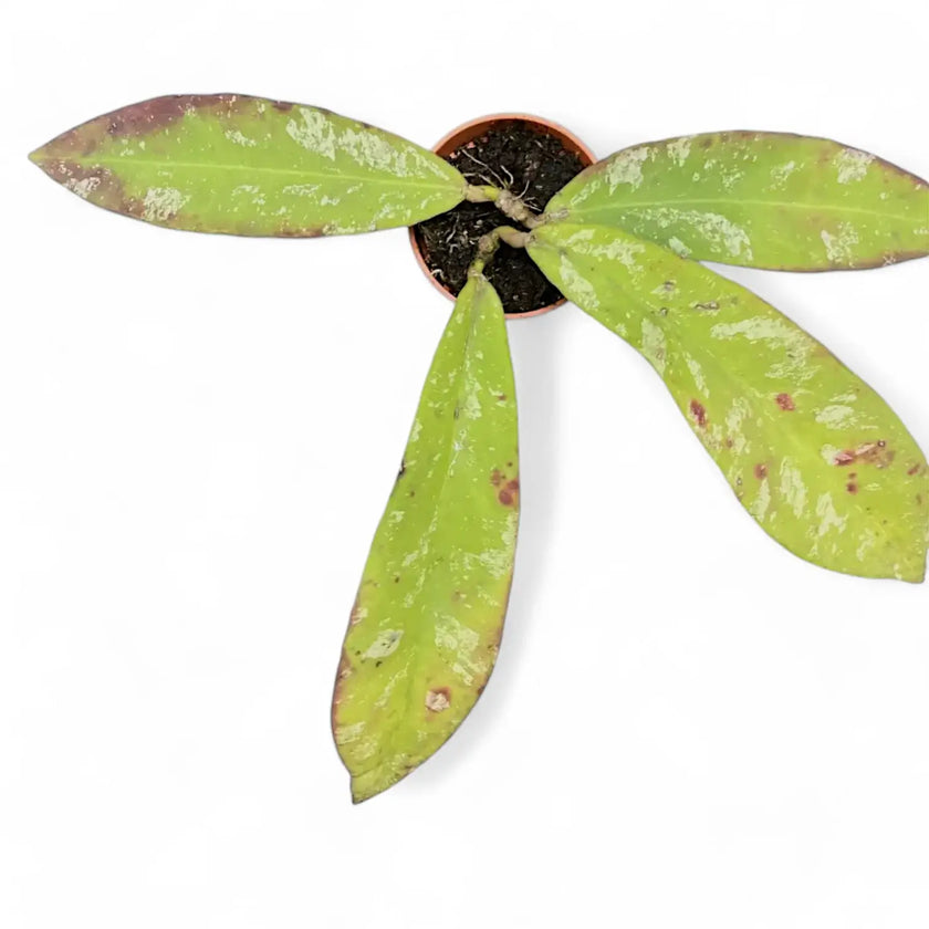 Hoya sp. Dahlia (Hoya kaikoeana) potted plant in nursery pot on white background.