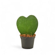 Hoya kerrii potted plant in nursery pot on white background.