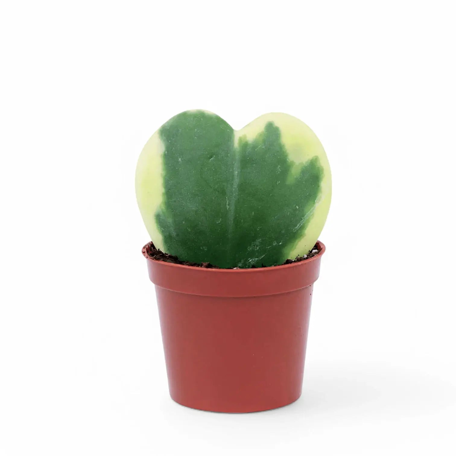 Hoya kerrii variegata potted plant in nursery pot on white background.