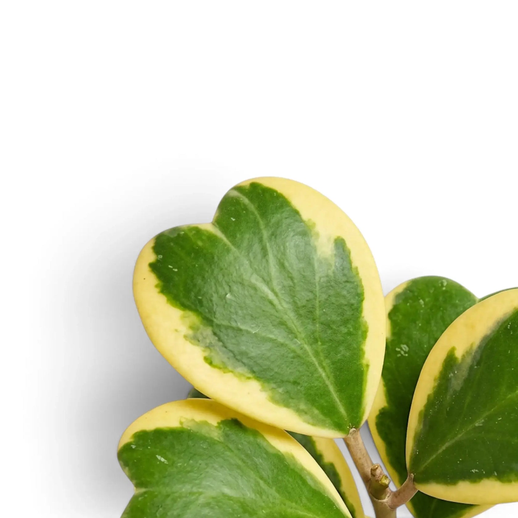 Leaf detail of Hoya kerrii variegata with a thick waxy green leaf and cream border